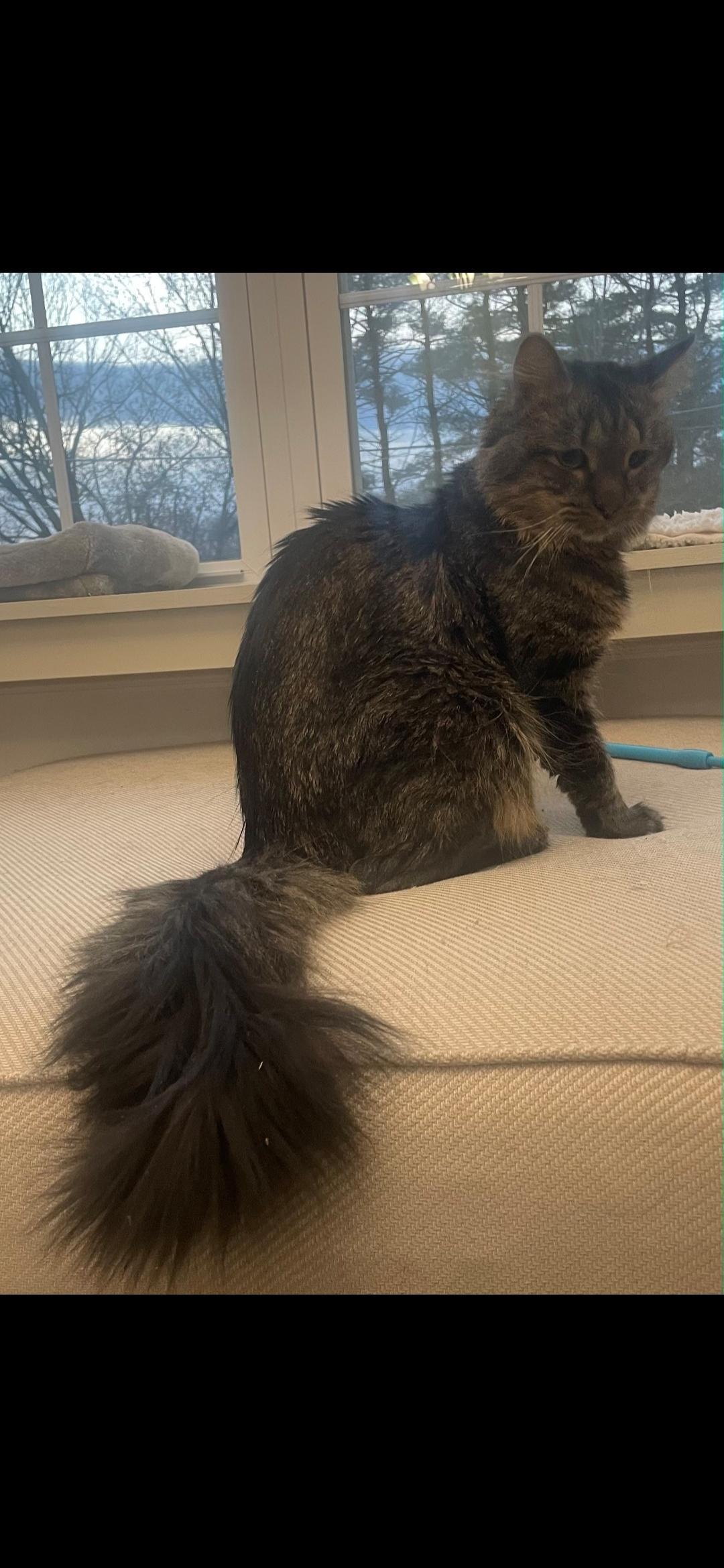 Enlarge Gizmo ***Bonded with Rella, Friendly with Coco***, a Adoptable Domestic Short Hair in FITCHBURG, MA image 1/6