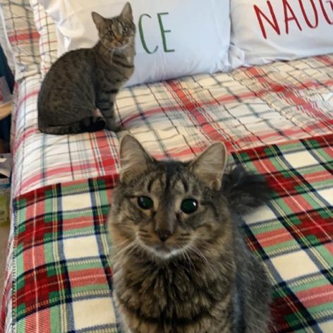 Enlarge Gizmo ***Bonded with Rella, Friendly with Coco***, a Adoptable Domestic Short Hair in FITCHBURG, MA image 5/6