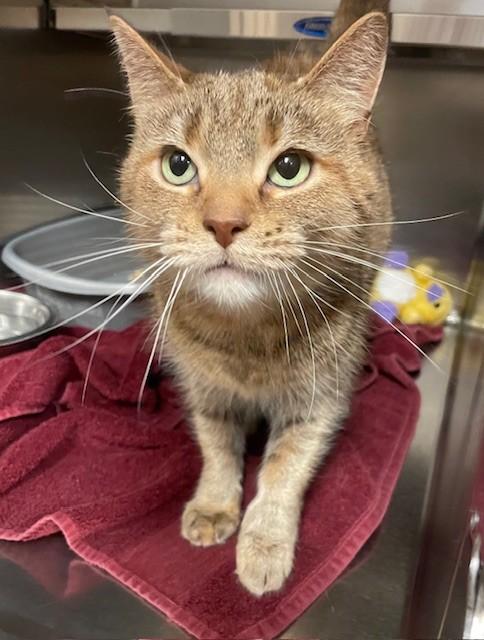 Fiesta, Adoptable, Adult Female Domestic Short Hair.