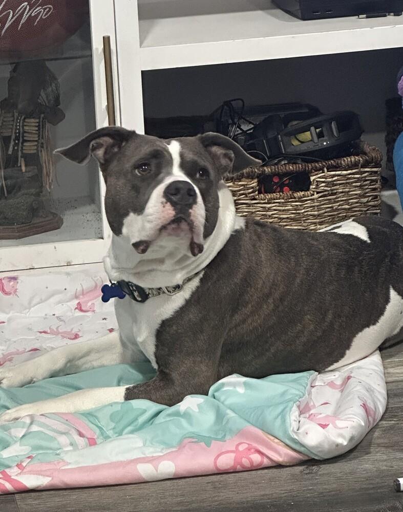 Enlarge Cecilia (Juliet), a Adoptable mixed breed in Seminole, FL image 1/6