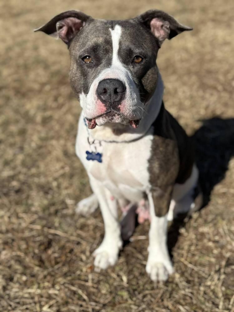 Cecilia (Juliet), Adoptable, Young Female Mixed Breed & Mixed Breed.