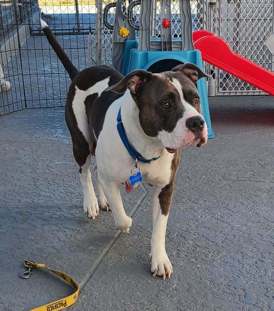 Enlarge Cecilia (Juliet), a Adoptable mixed breed in Seminole, FL image 2/6