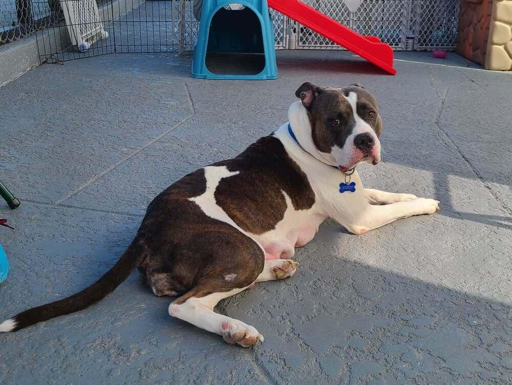 Enlarge Cecilia (Juliet), a Adoptable mixed breed in Seminole, FL image 3/6