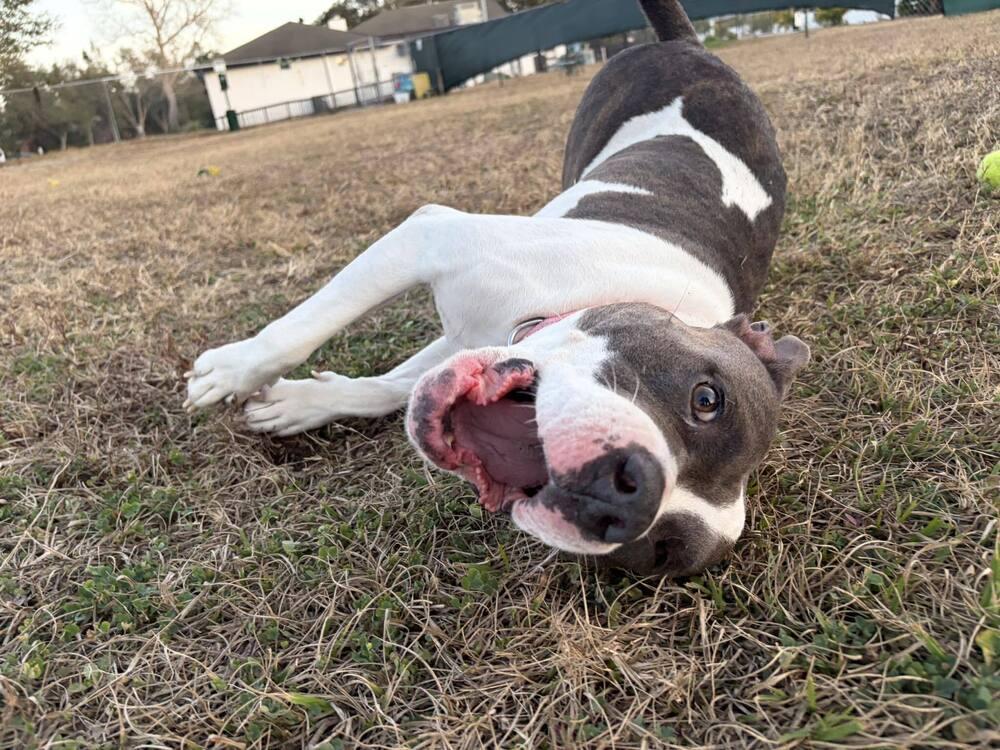 Enlarge Cecilia (Juliet), a Adoptable mixed breed in Seminole, FL image 4/6