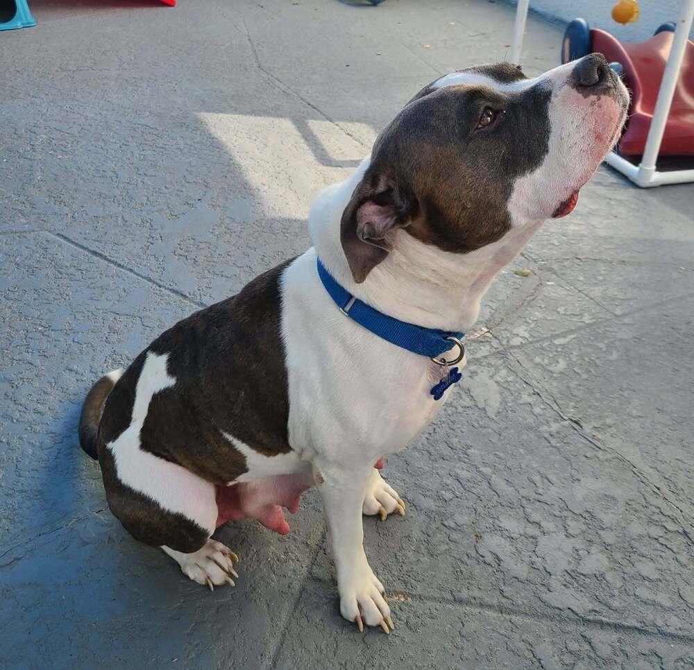 Enlarge Cecilia (Juliet), a Adoptable mixed breed in Seminole, FL image 5/6