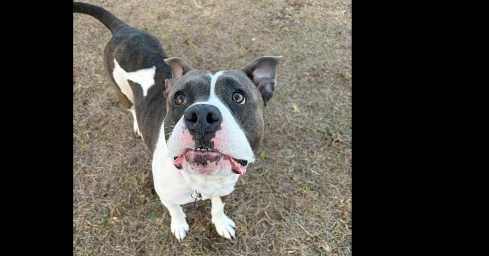 Enlarge Cecilia (Juliet), a Adoptable mixed breed in Seminole, FL image 6/6
