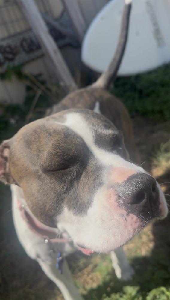 Enlarge Cecilia (Juliet), a Adoptable mixed breed in Seminole, FL image 5/6