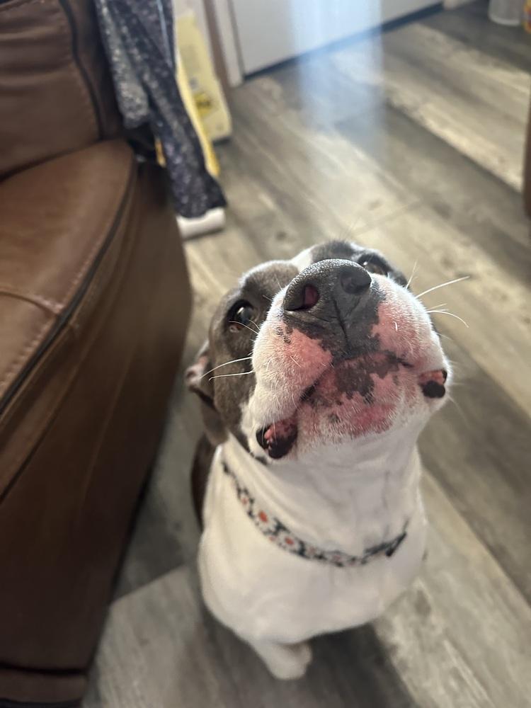 Enlarge Cecilia (Juliet), a Adoptable mixed breed in Seminole, FL image 6/6