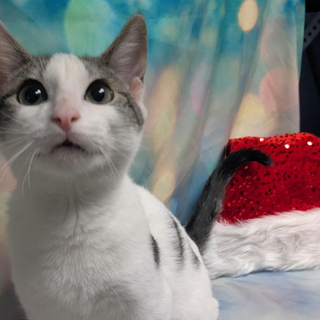 Cargo, Adoptable, Young Male Domestic Short Hair.