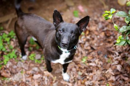 26-27 One Eyed Jack, Adoptable, Young Male Mixed Breed & Mixed Breed.