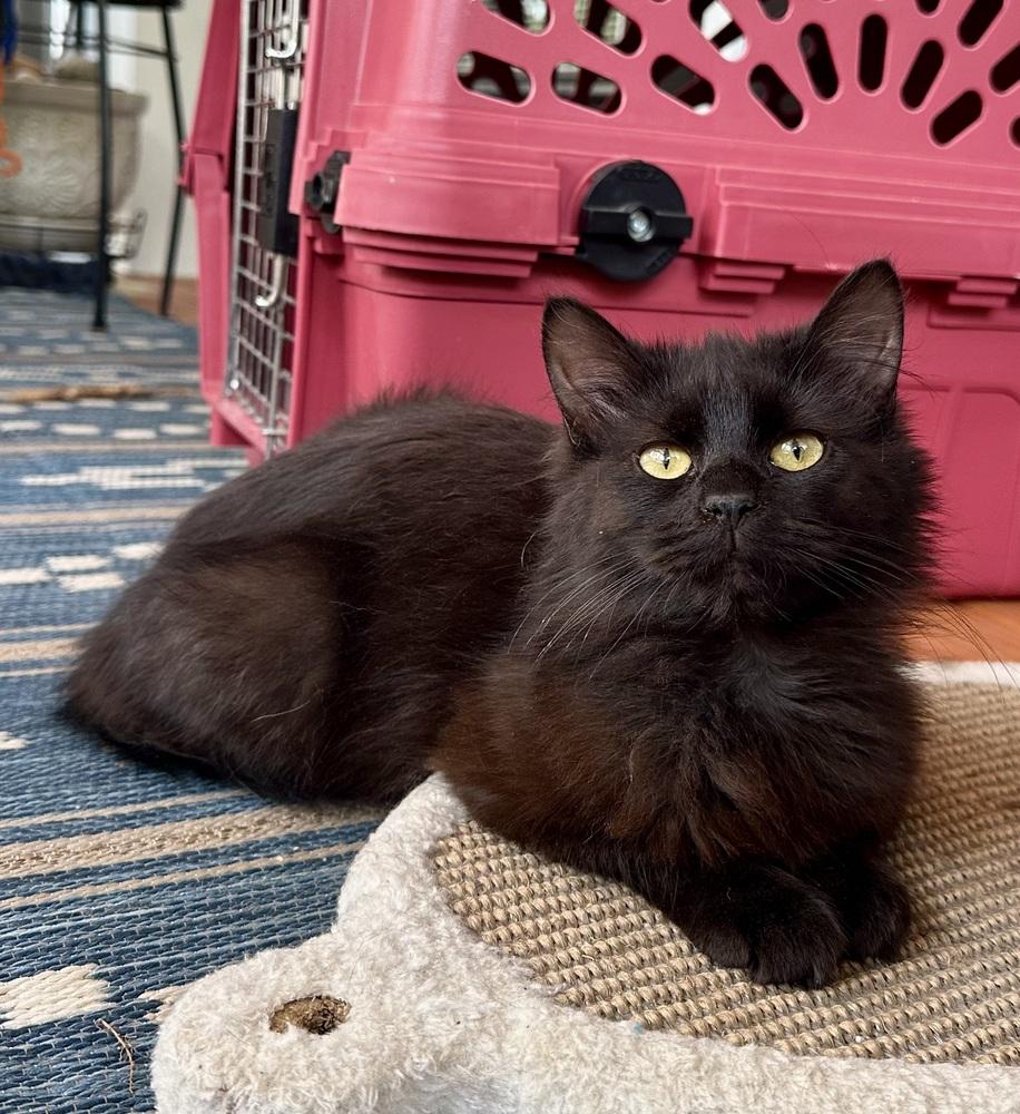 Benning, Adopted, Kitten Female Domestic Long Hair.