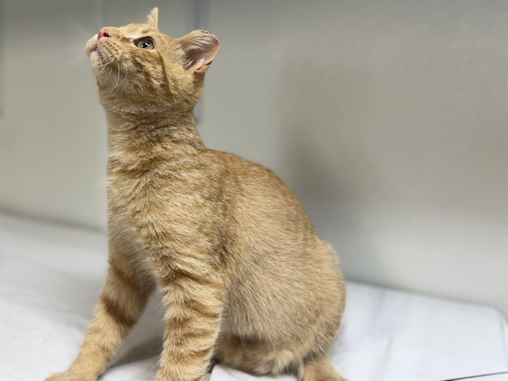 Blaze, an adoptable Tabby, Domestic Short Hair in Republic, WA, 99166 | Photo Image 4