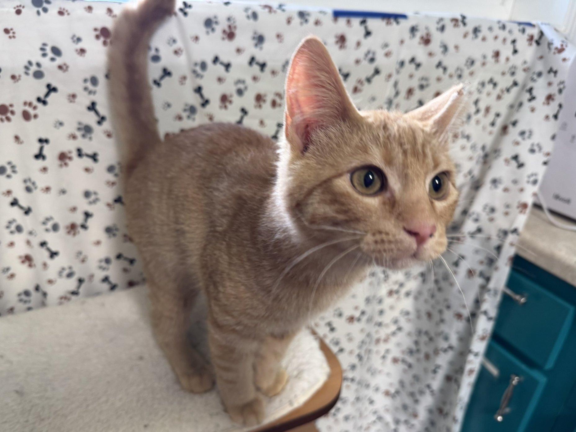 Blaze, an adoptable Tabby, Domestic Short Hair in Republic, WA, 99166 | Photo Image 2