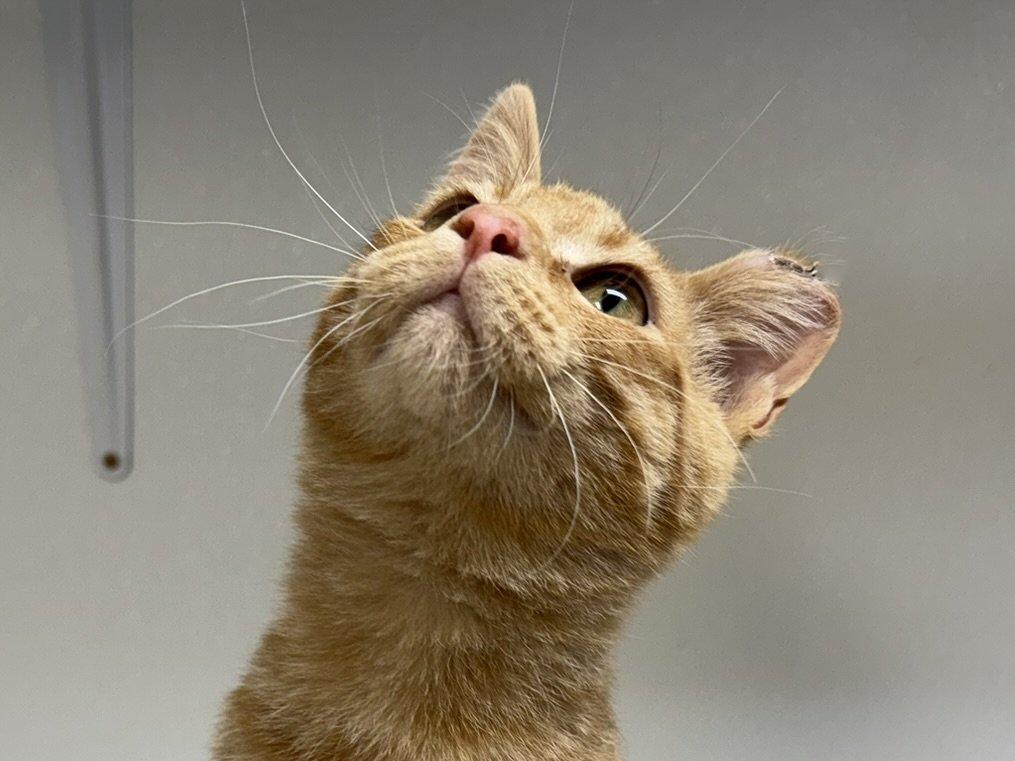 Blaze, an adoptable Tabby, Domestic Short Hair in Republic, WA, 99166 | Photo Image 5
