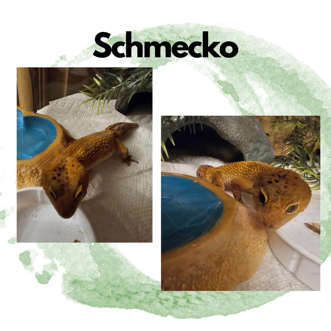 Enlarge Schmecko, a Adopted Lizard in Frederick, MD image 1/1