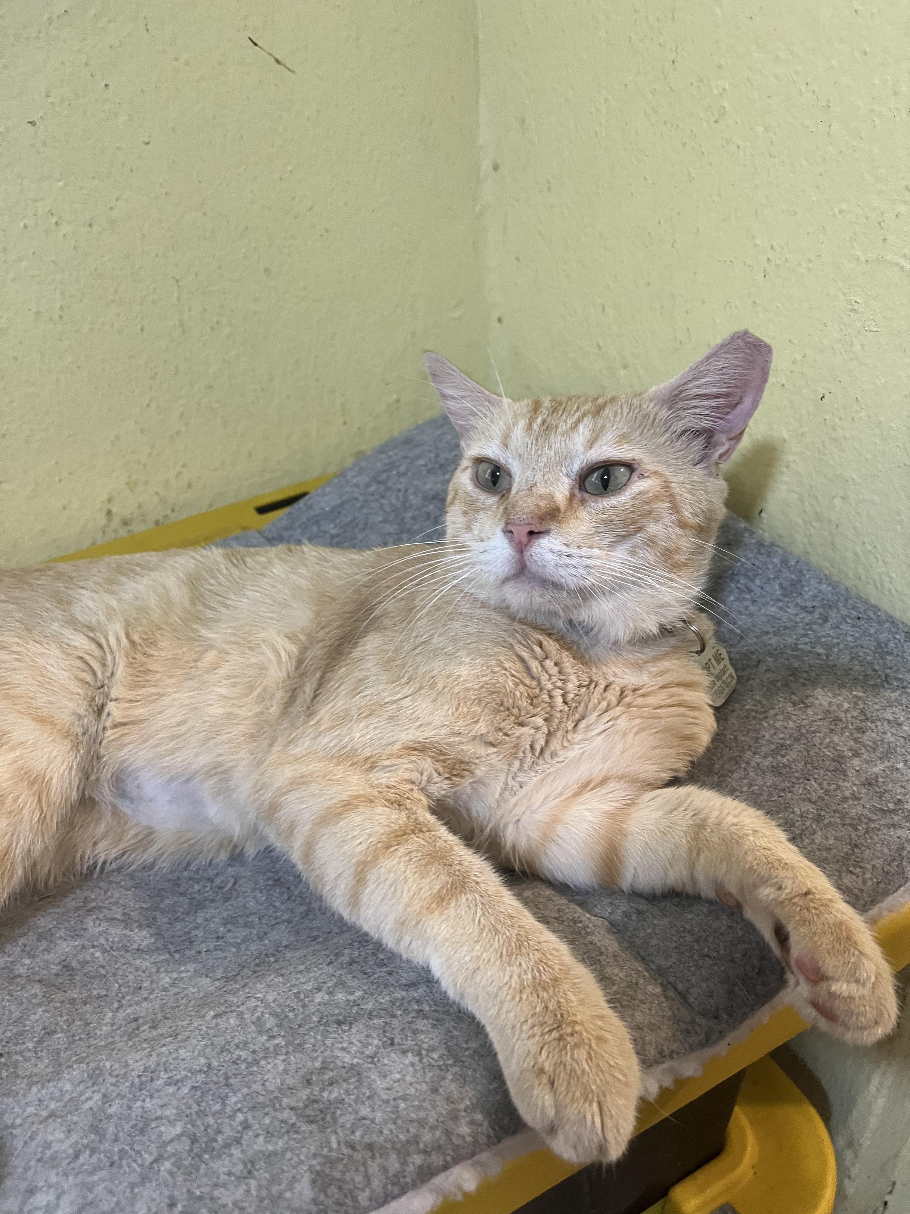 Batey, a Adoptable Domestic Short Hair in San Juan, PR image 4/6