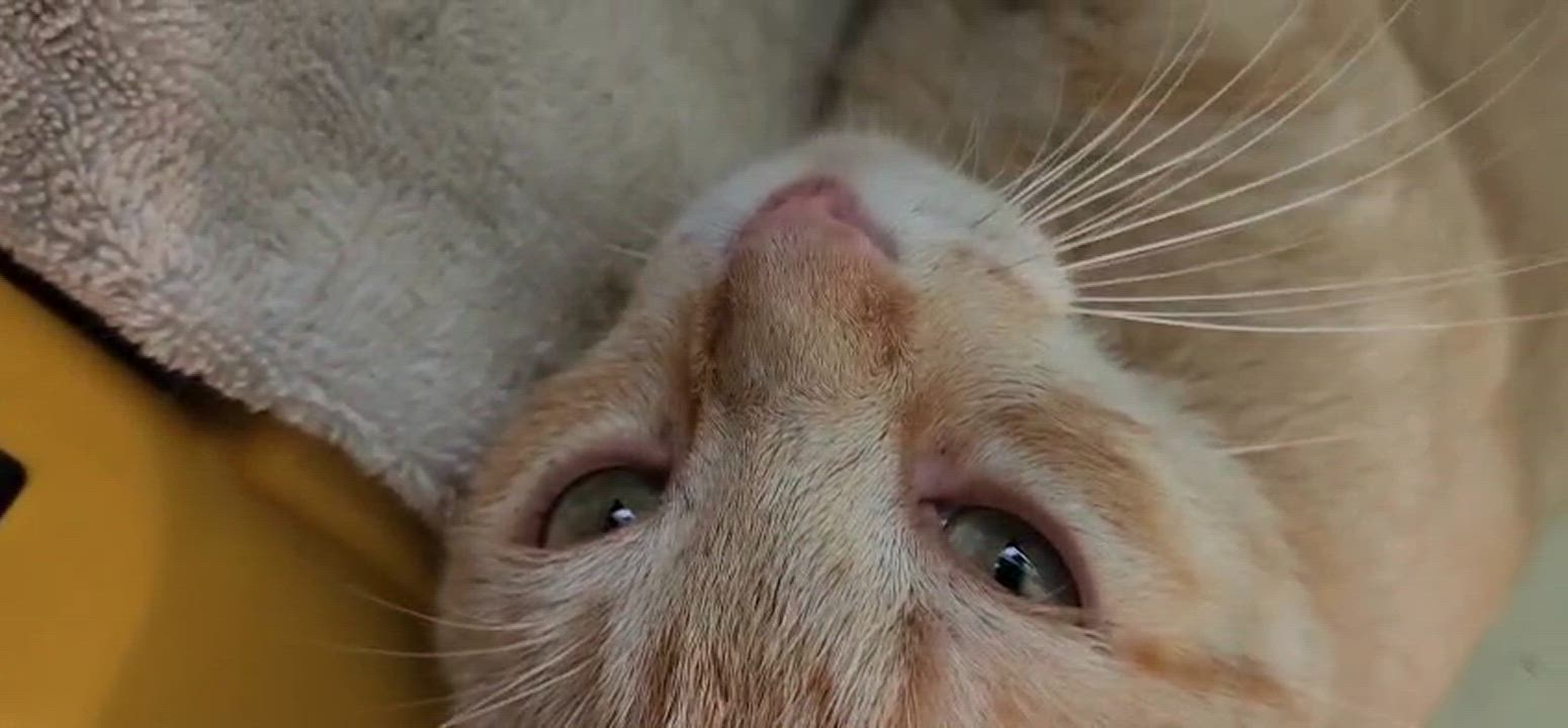 Enlarge Batey, a Adoptable Domestic Short Hair in San Juan, PR video 6/6