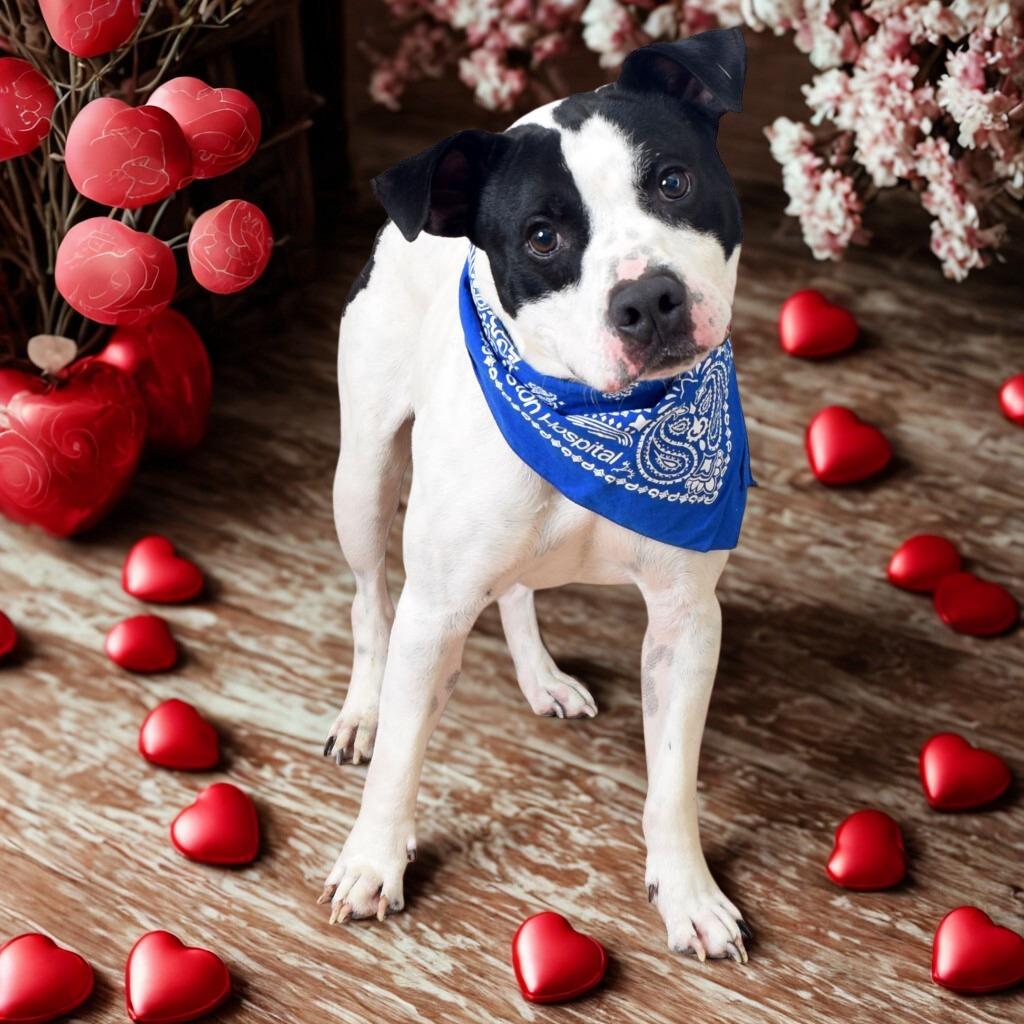 Milo, a Adoptable mixed breed in Parkersburg, WV image 3/4