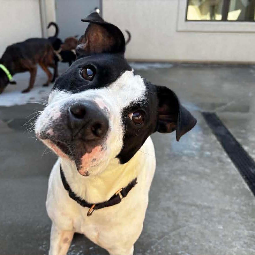 Milo, a Adoptable mixed breed in Parkersburg, WV image 4/4