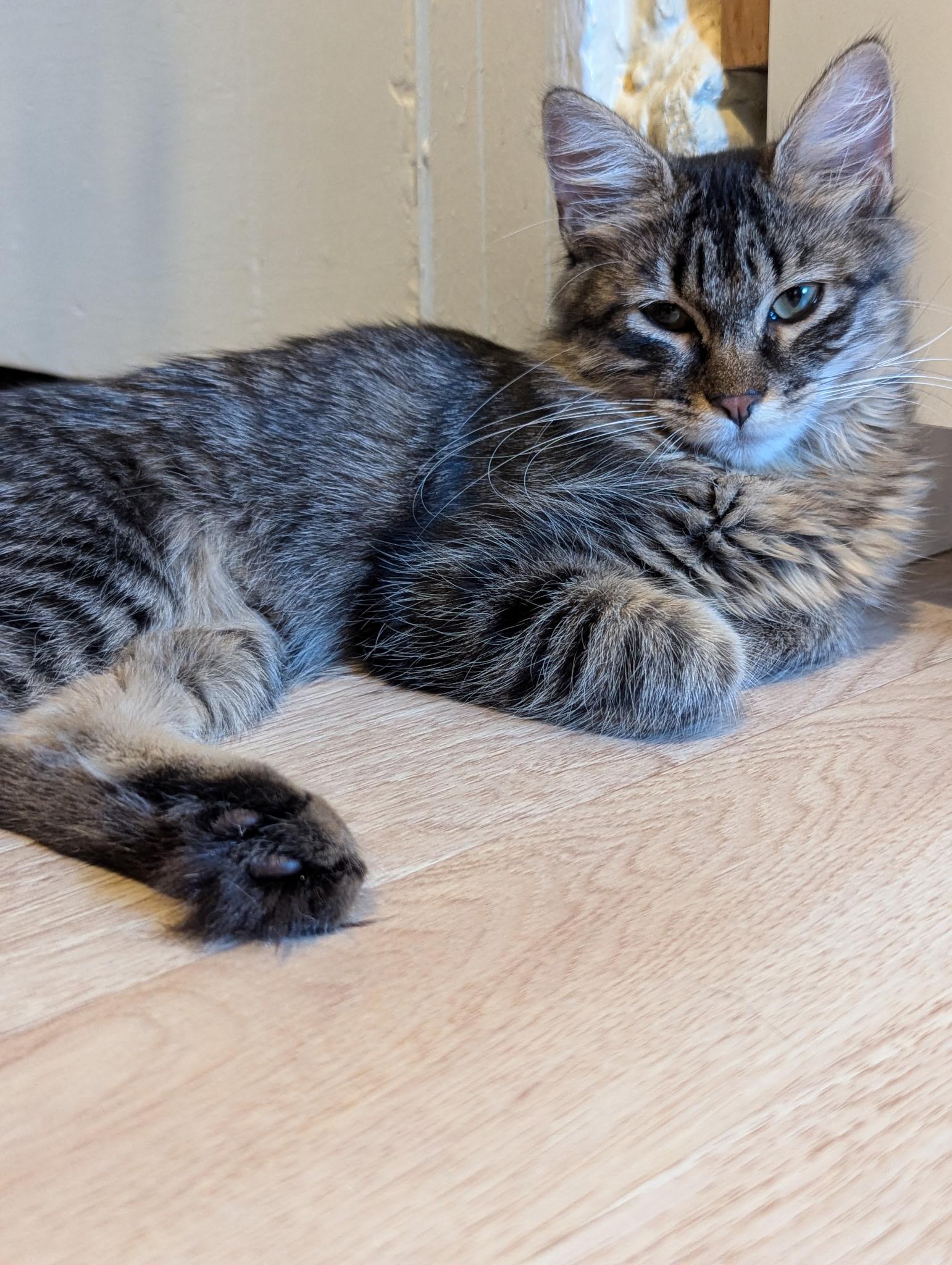 Enlarge Woolfie, a Adoptable Domestic Long Hair in Brooklyn, NY image 3/4
