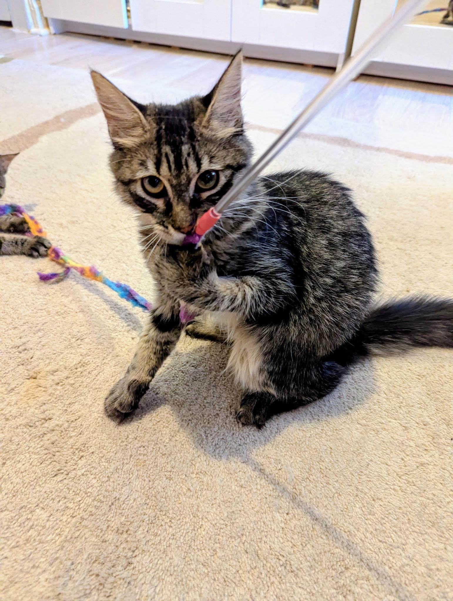 Enlarge Woolfie, a Adoptable Domestic Long Hair in Brooklyn, NY image 2/4