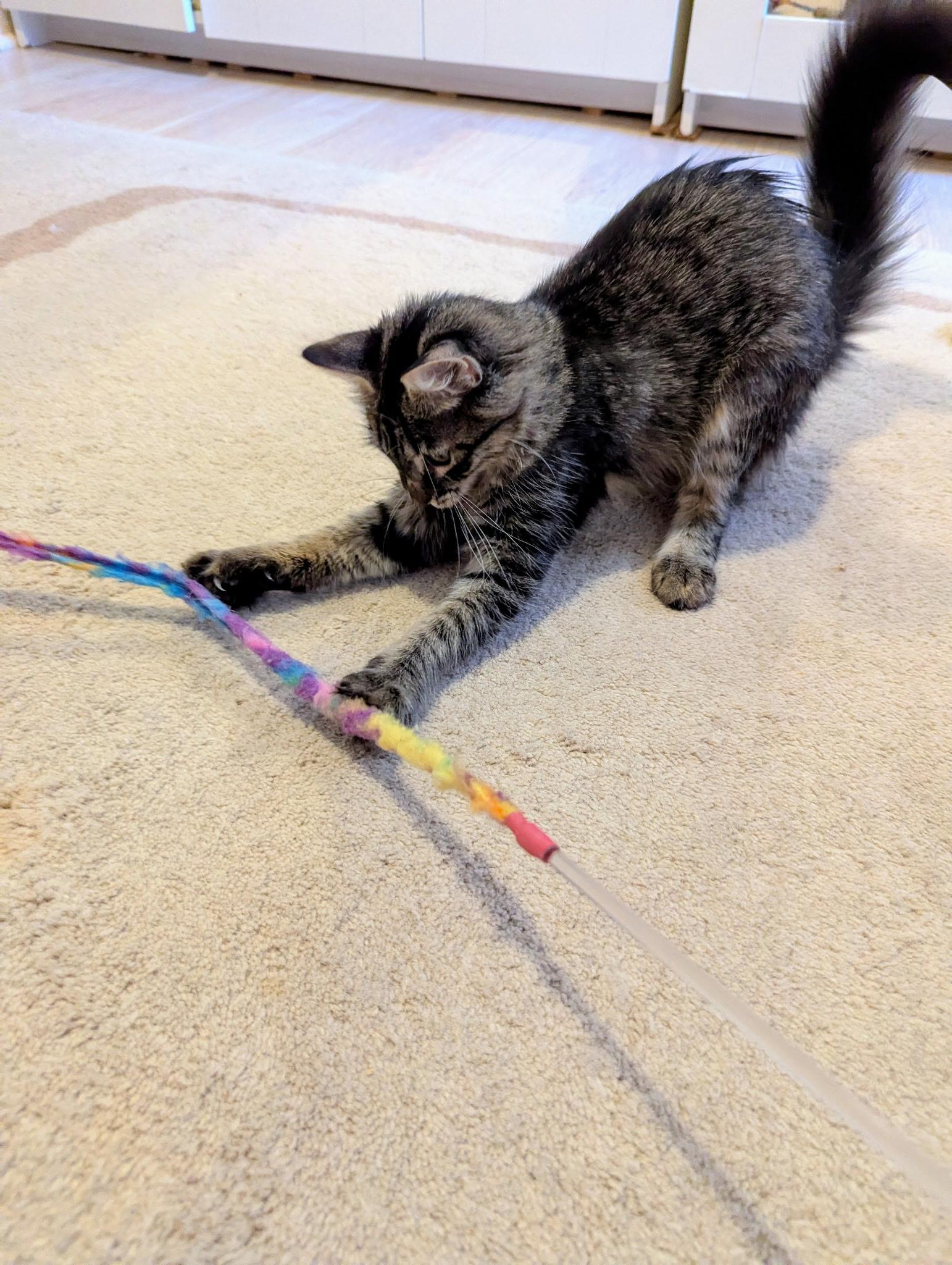 Enlarge Woolfie, a Adoptable Domestic Long Hair in Brooklyn, NY image 4/4