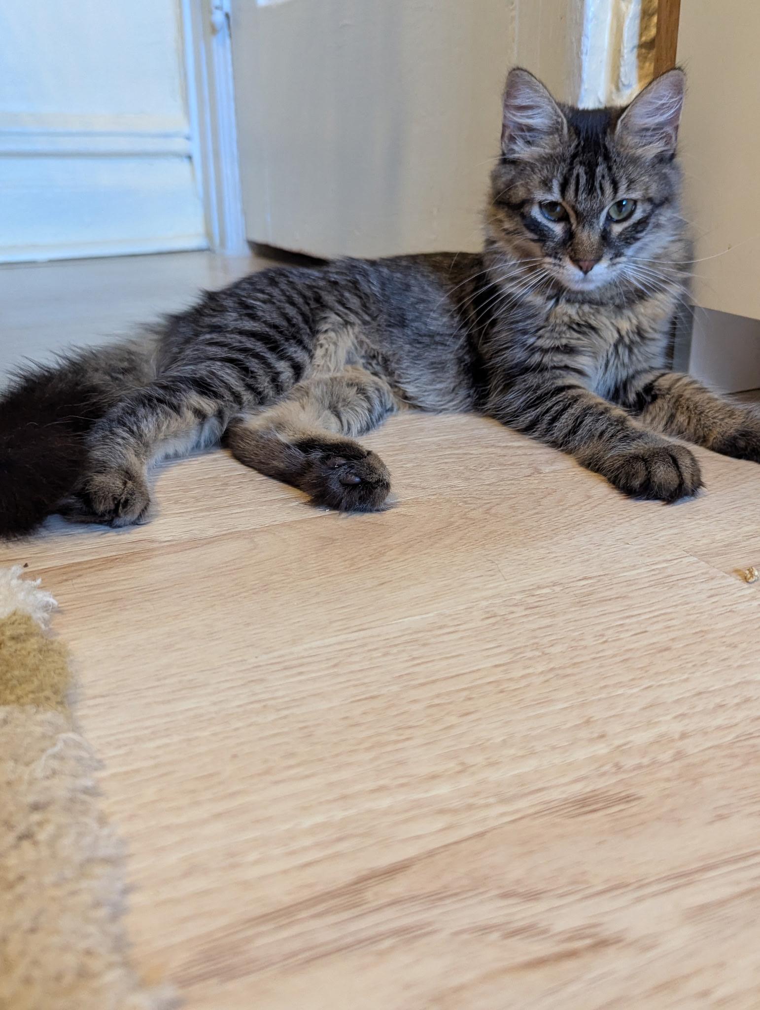 Enlarge Woolfie, a Adoptable Domestic Long Hair in Brooklyn, NY image 1/4