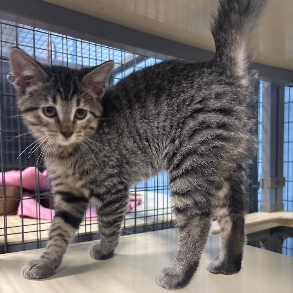 Enlarge Tabby, a Adoptable American Shorthair in Tipton, IA image 1/2