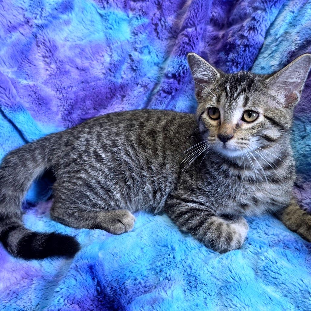 Enlarge Tabby, a Adoptable American Shorthair in Tipton, IA image 2/2