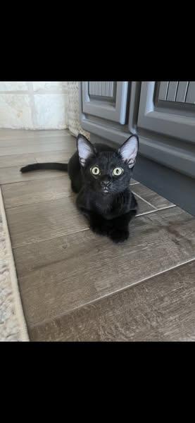 Clover, an adoptable Domestic Short Hair in Midland, TX, 79703 | Photo Image 1