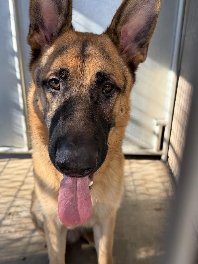 Enlarge Goliath, a ADOPTABLE German Shepherd Dog in Oakdale, CA image 2/2