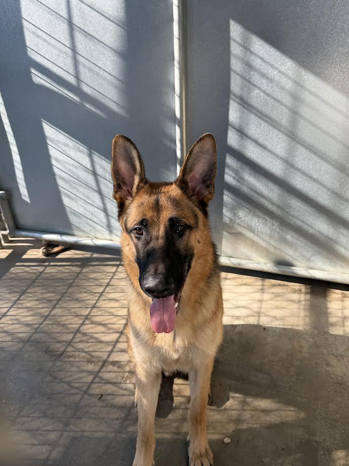 Enlarge Goliath, a ADOPTABLE German Shepherd Dog in Oakdale, CA image 1/2