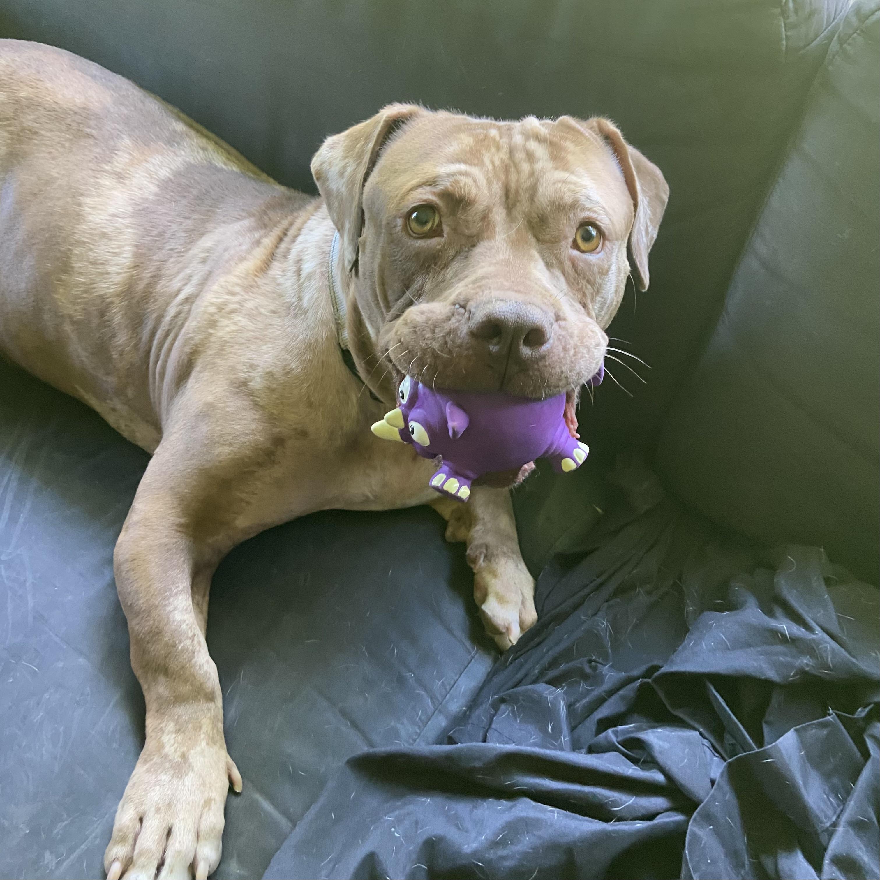 Enlarge Sedona, a Adoptable mixed breed in China Township, MI image 2/6