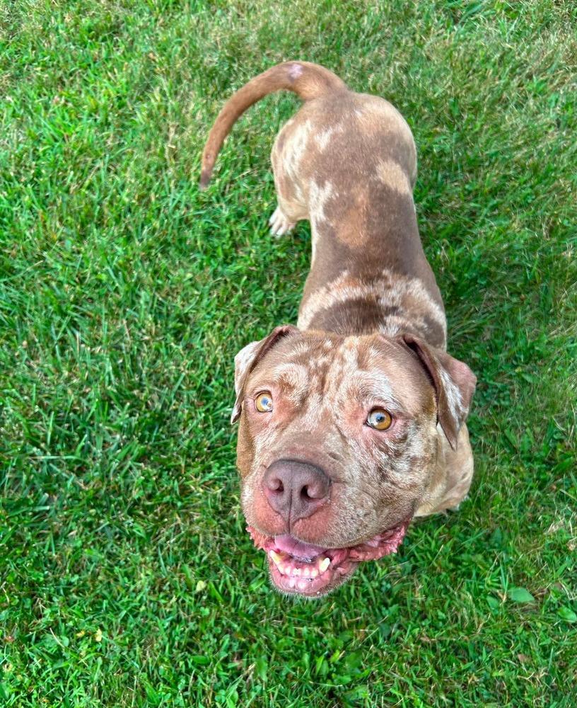 Enlarge Sedona, a ADOPTABLE mixed breed in China Township, MI image 5/6