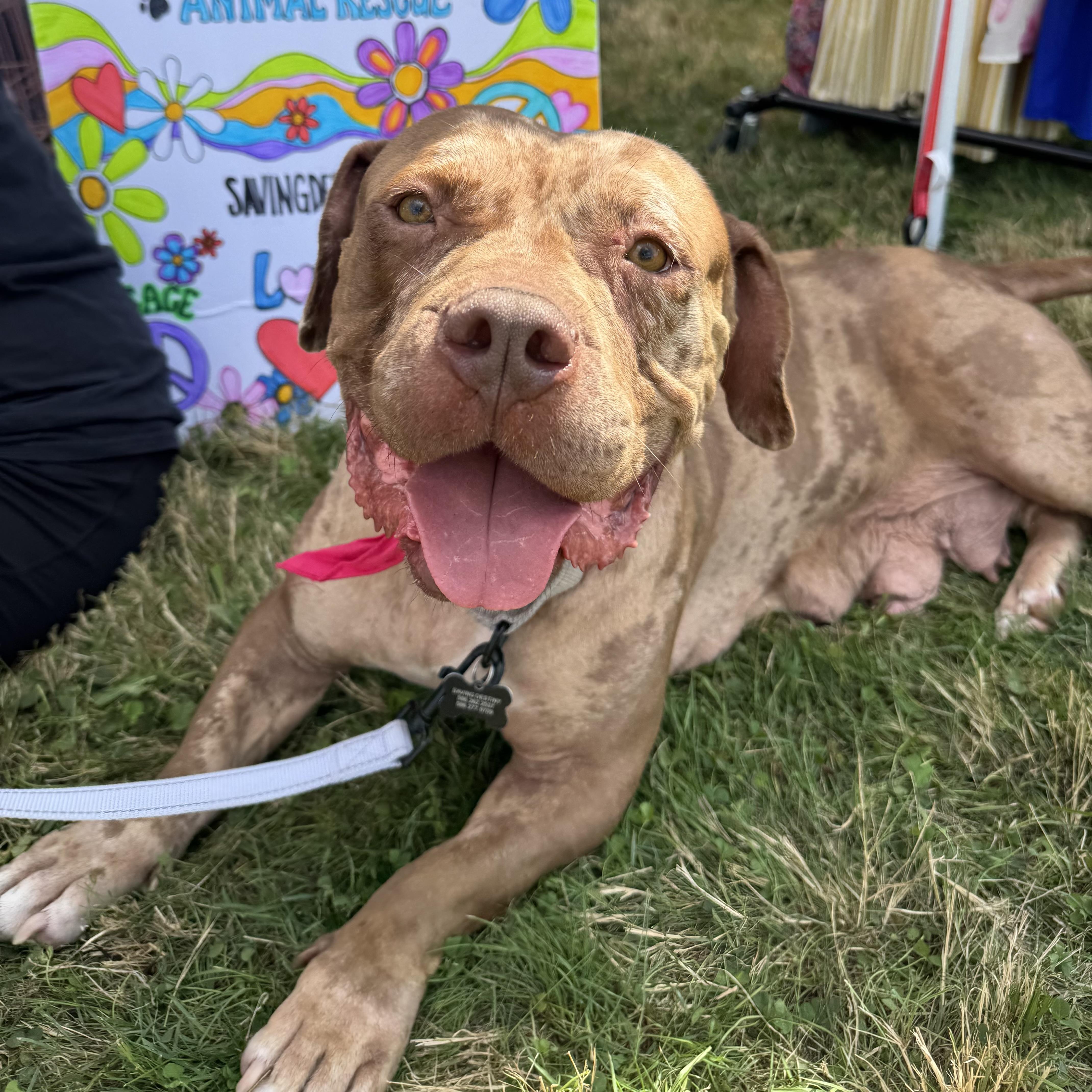 Sedona, Adoptable, Adult Female Pit Bull Terrier & Cane Corso.
