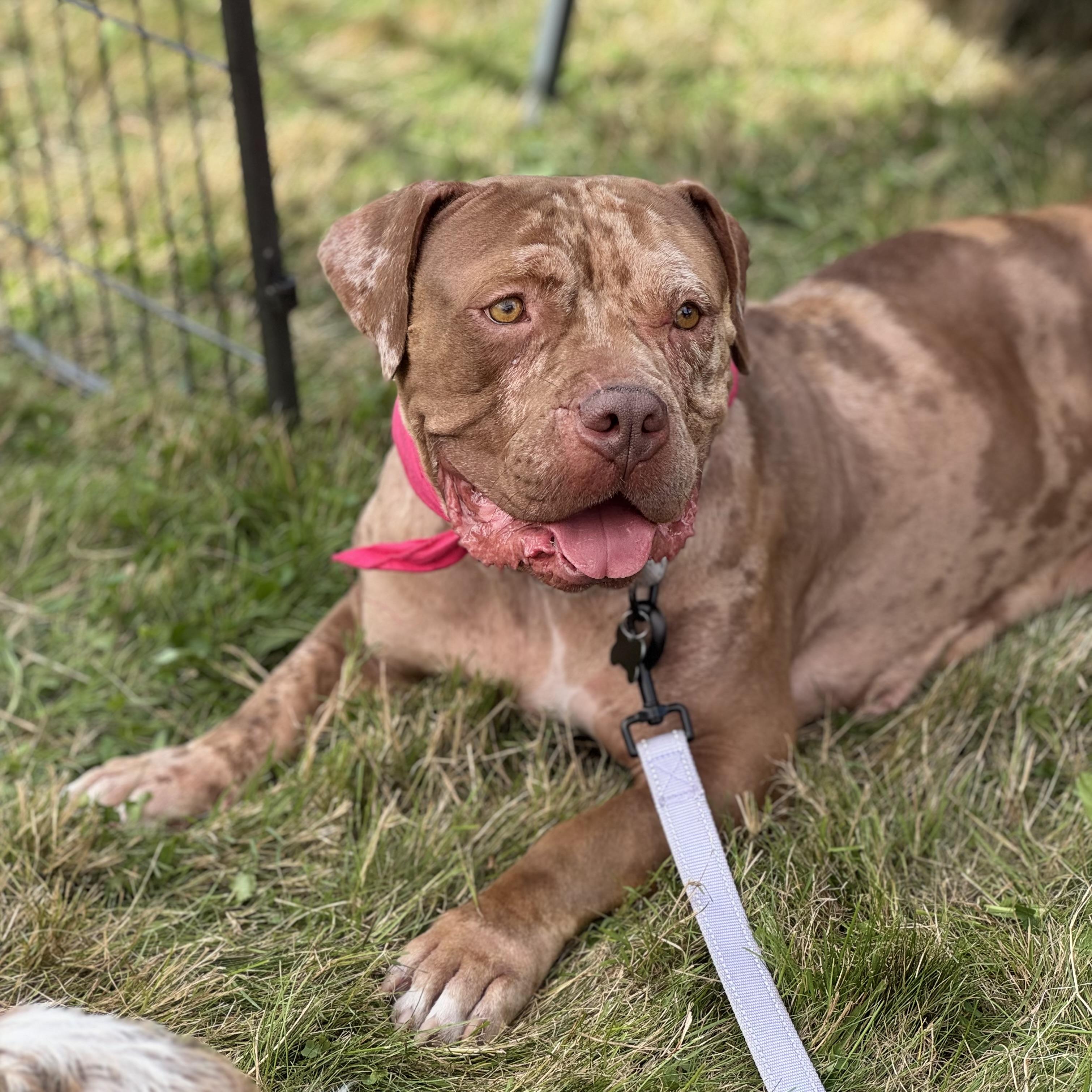 Enlarge Sedona, a Adoptable mixed breed in China Township, MI image 6/6