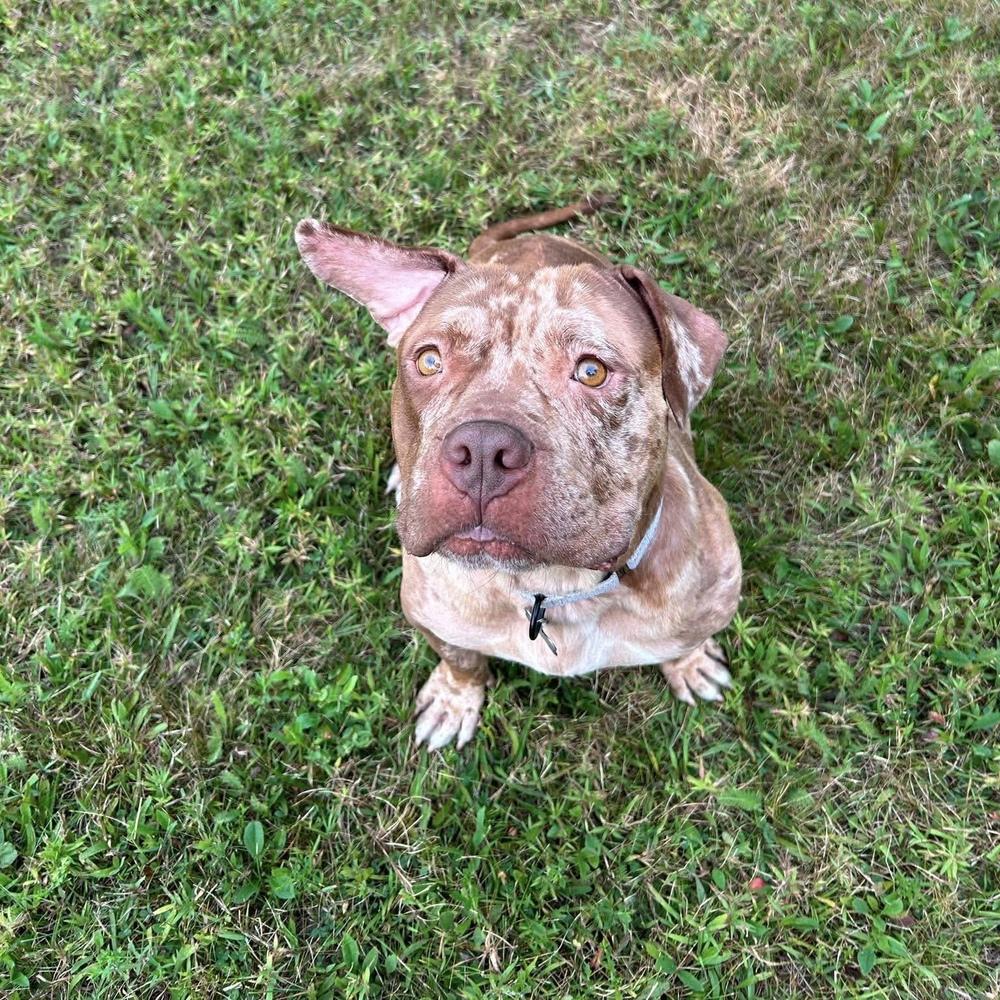 Enlarge Sedona, a ADOPTABLE mixed breed in China Township, MI image 4/6