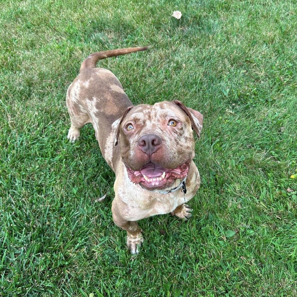 Sedona, ADOPTABLE, Adult Female Pit Bull Terrier & Cane Corso.