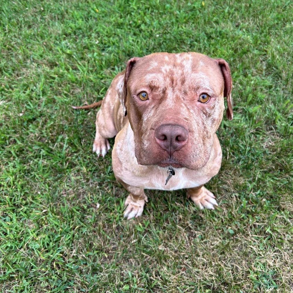 Enlarge Sedona, a ADOPTABLE mixed breed in China Township, MI image 2/6
