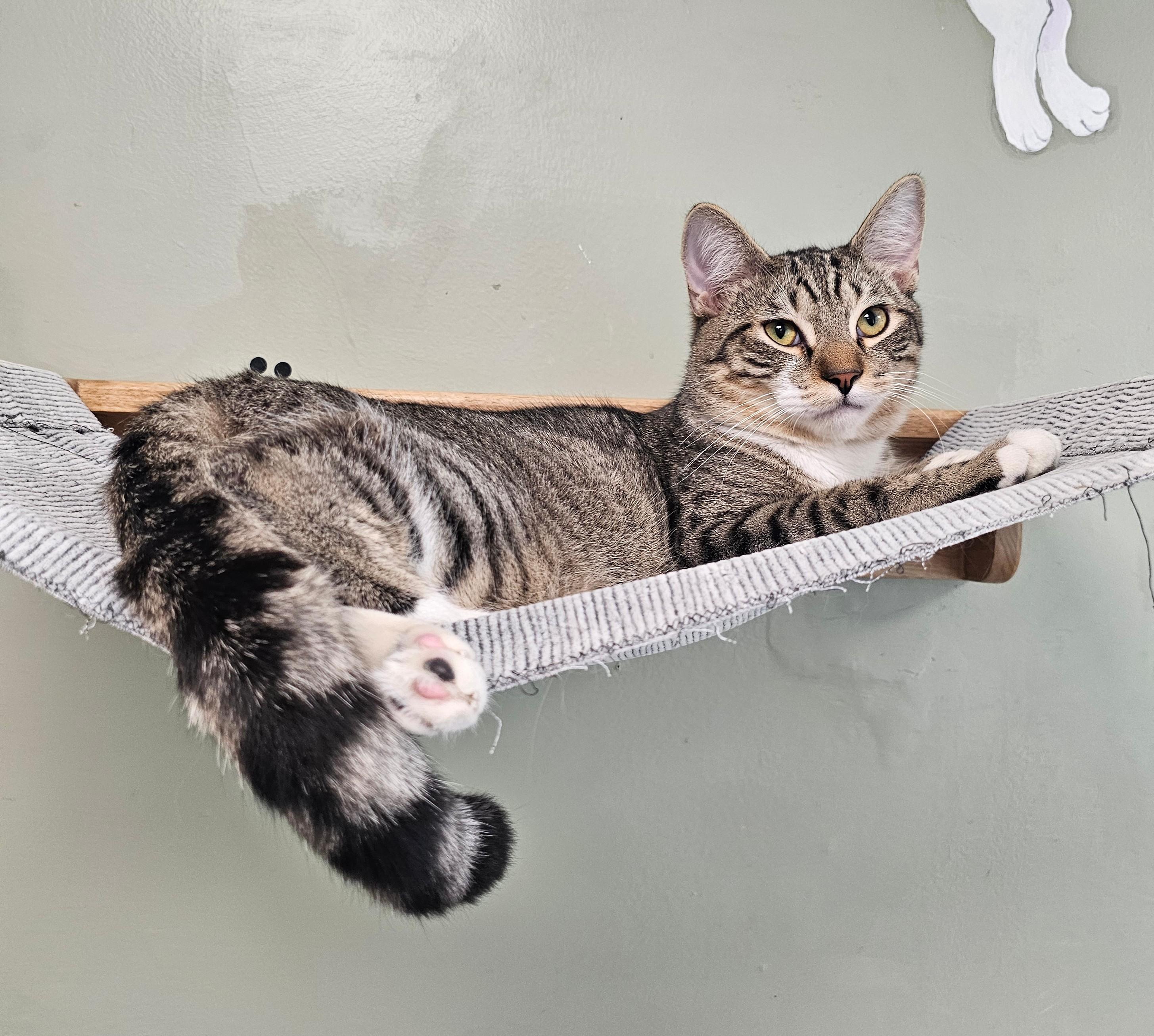 Baby Ruth, an adopted Domestic Short Hair in Norwalk, CT image 1/2