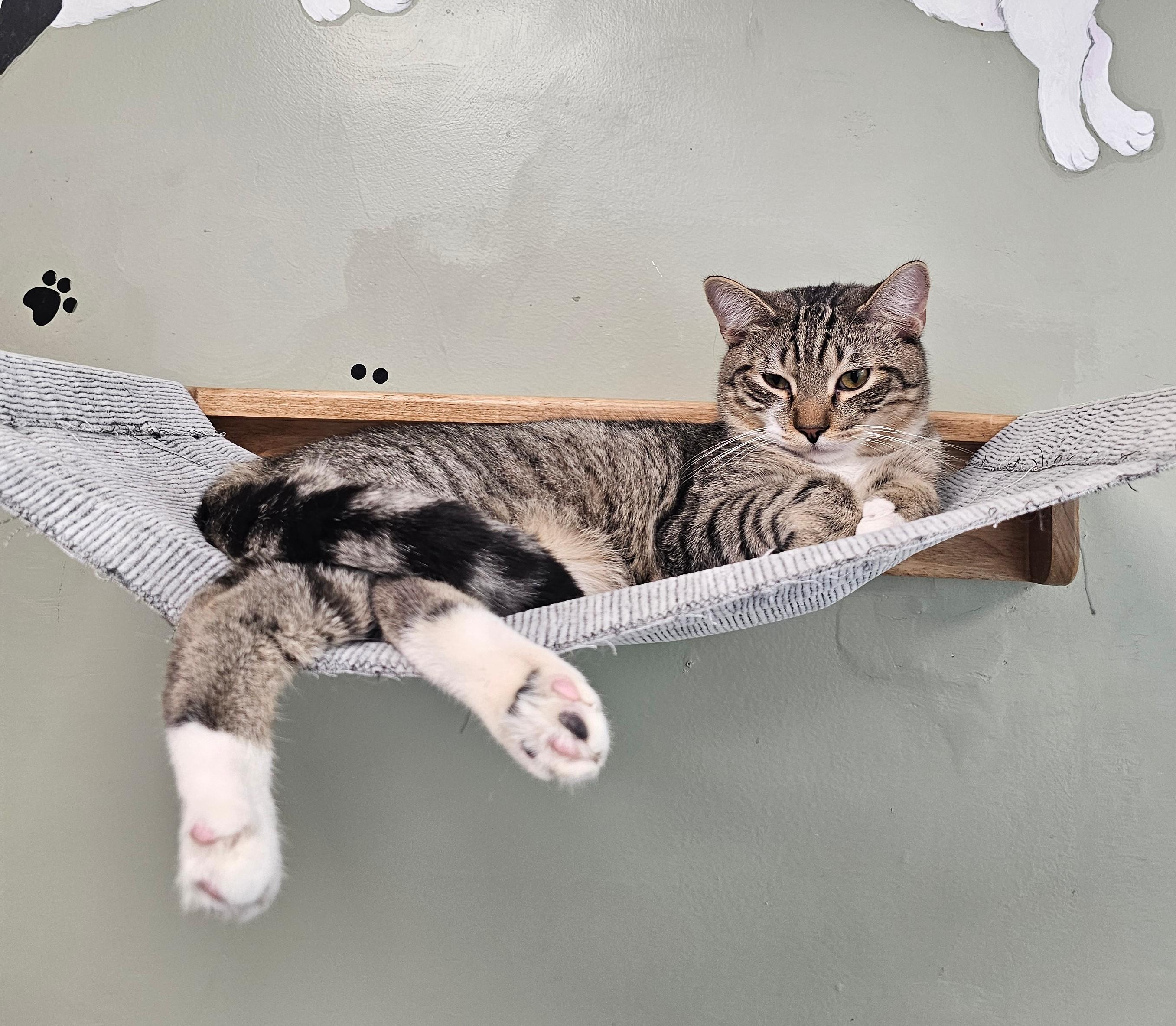 Baby Ruth, an adopted Domestic Short Hair in Norwalk, CT image 2/2