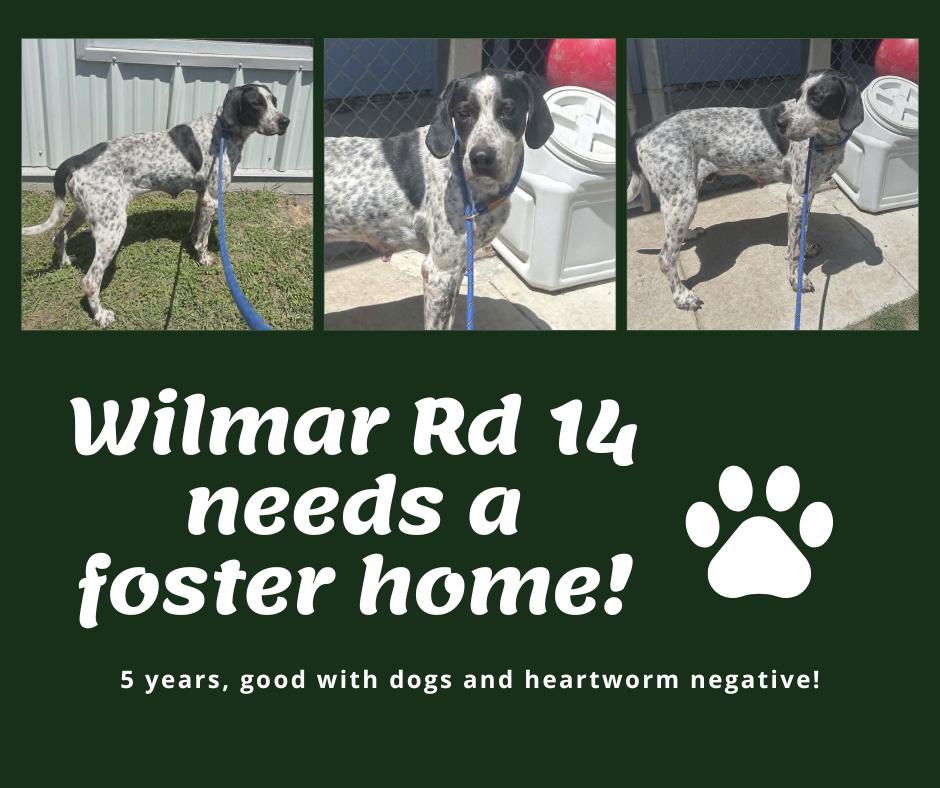 Needs Foster Wilmar Rd 14 (NC), ADOPTABLE, Adult Male English Pointer.