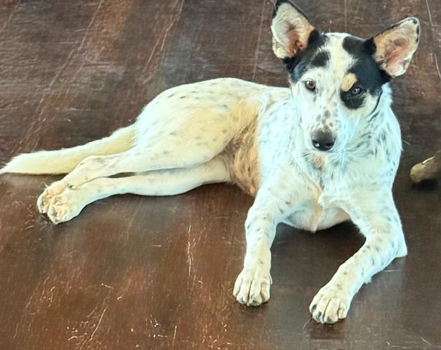 Star, Adoptable, Young Female Australian Cattle Dog / Blue Heeler.