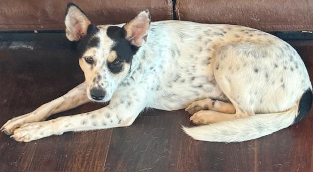 Enlarge Star, a Adoptable mixed breed in Cumby, TX image 2/3