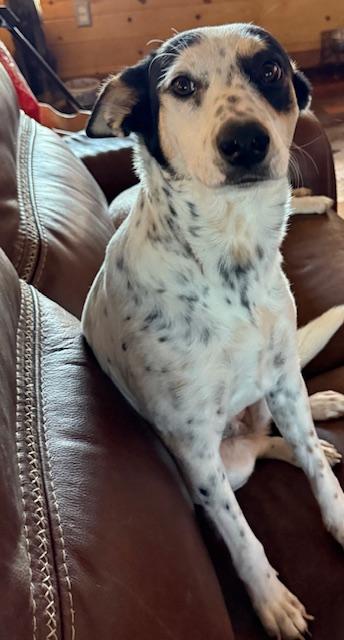 Enlarge Star, a Adoptable mixed breed in Cumby, TX image 3/3