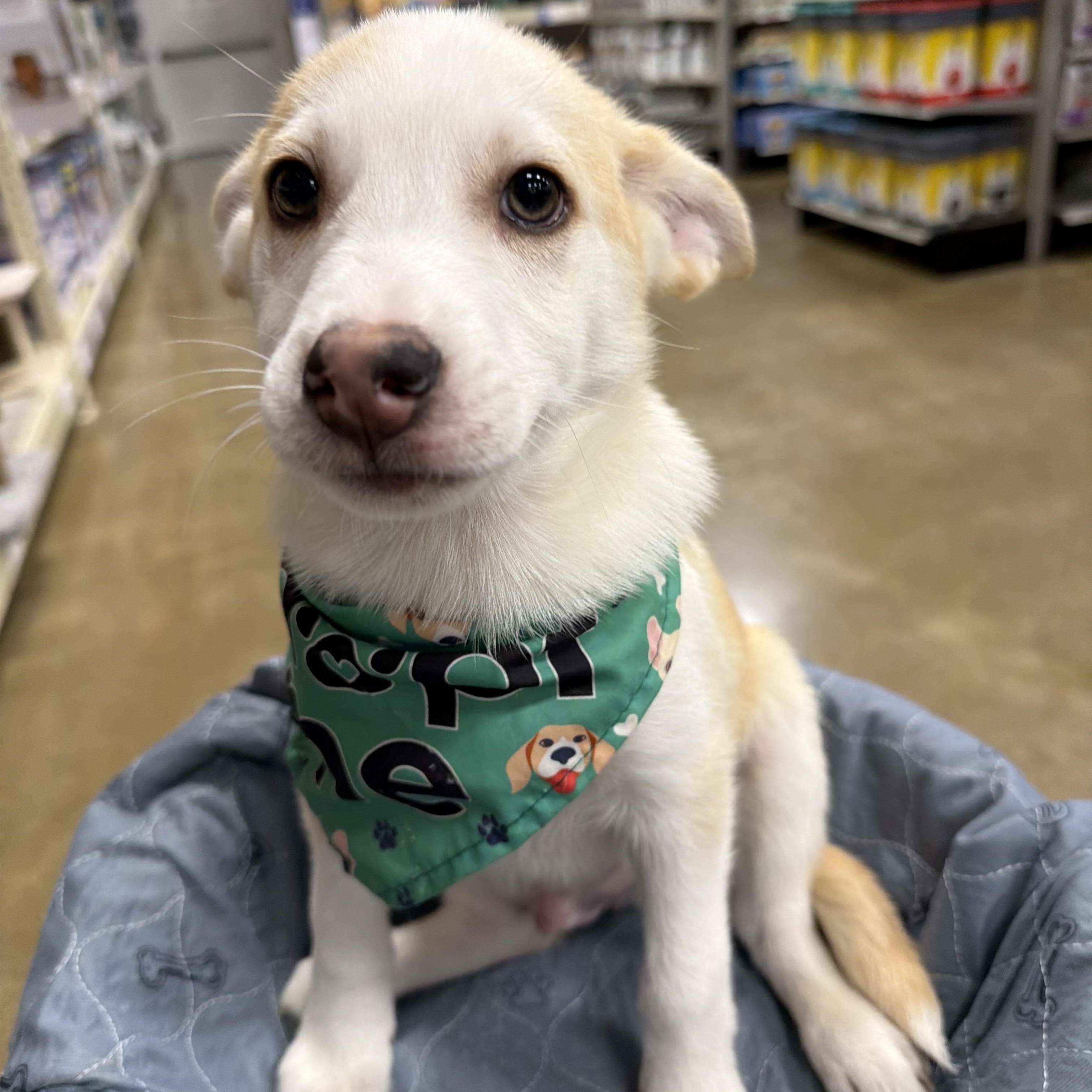 Enlarge Almonzo, a Adoptable mixed breed in Eugene, OR image 4/4
