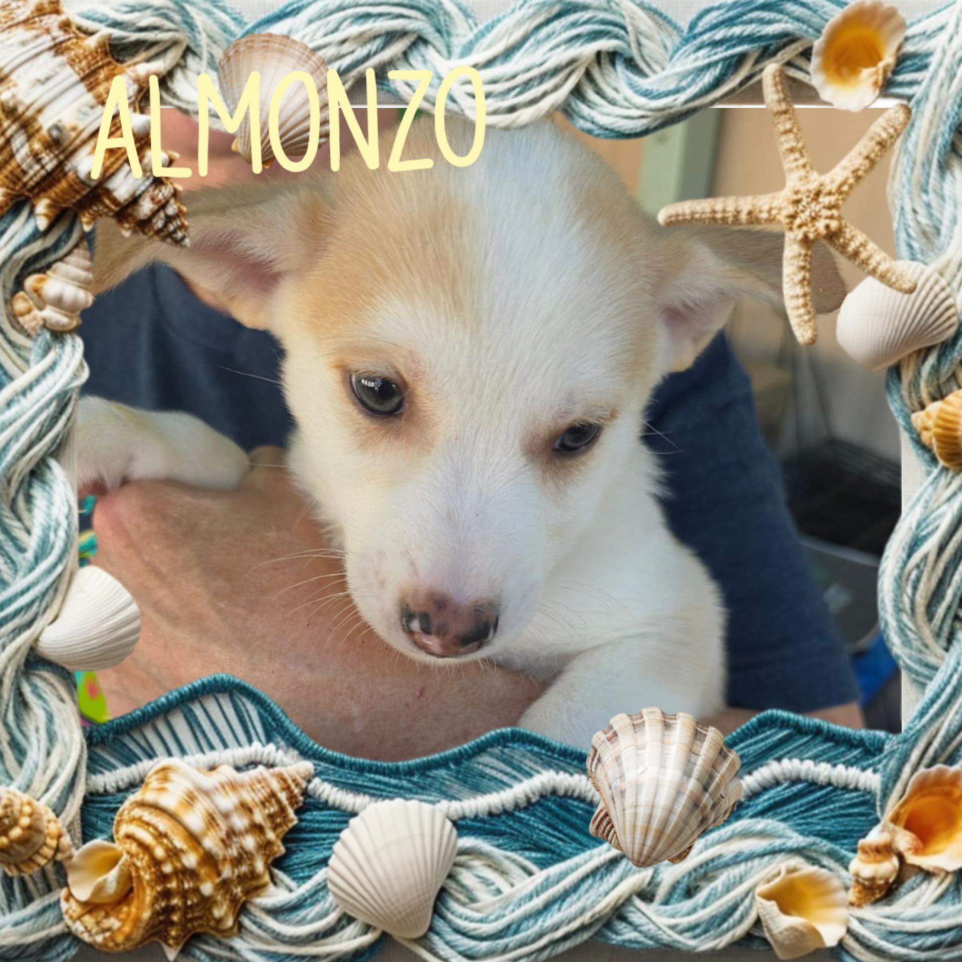 Enlarge Almonzo, a Adoptable mixed breed in Eugene, OR image 2/4