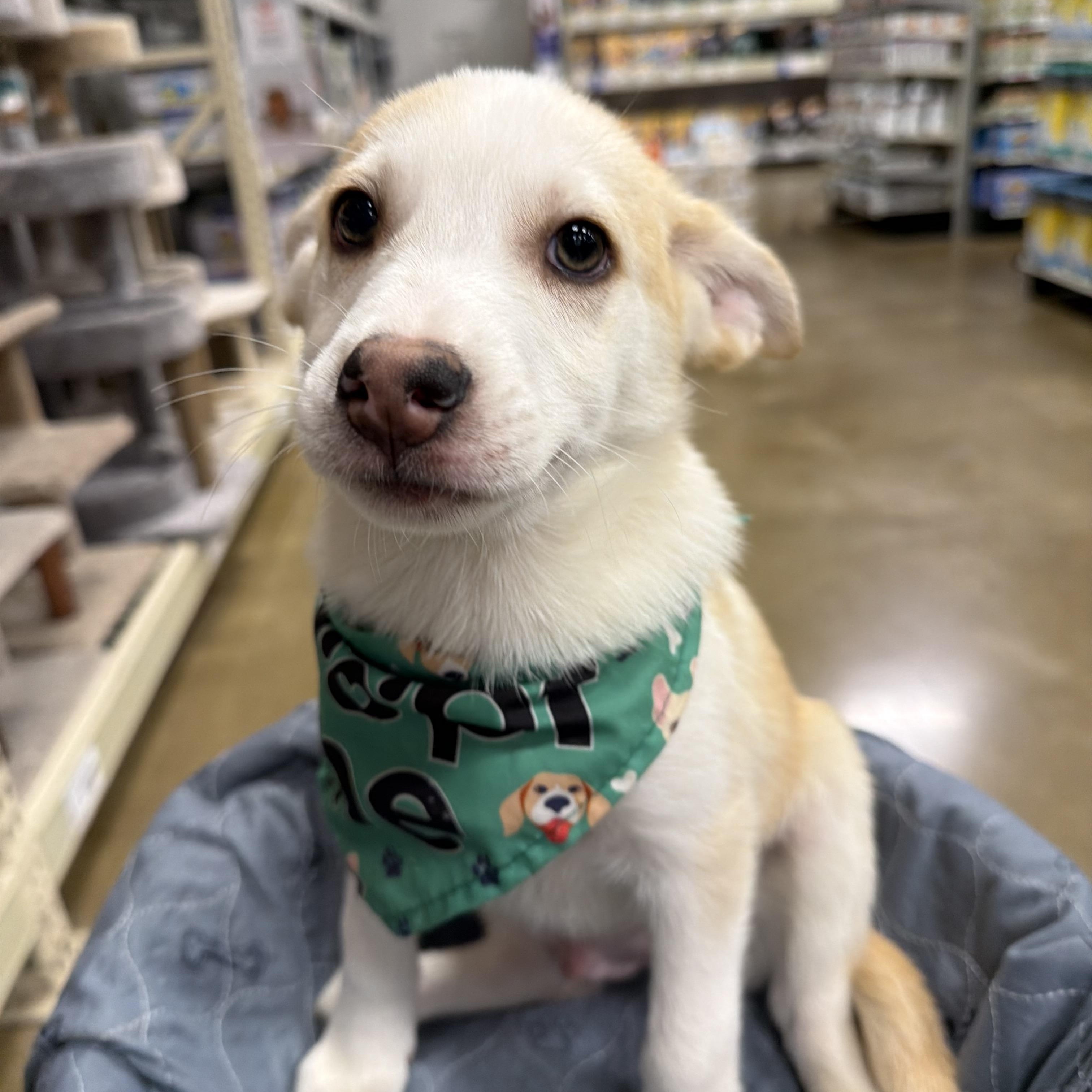 Almonzo, Adoptable, Puppy Male Chihuahua.