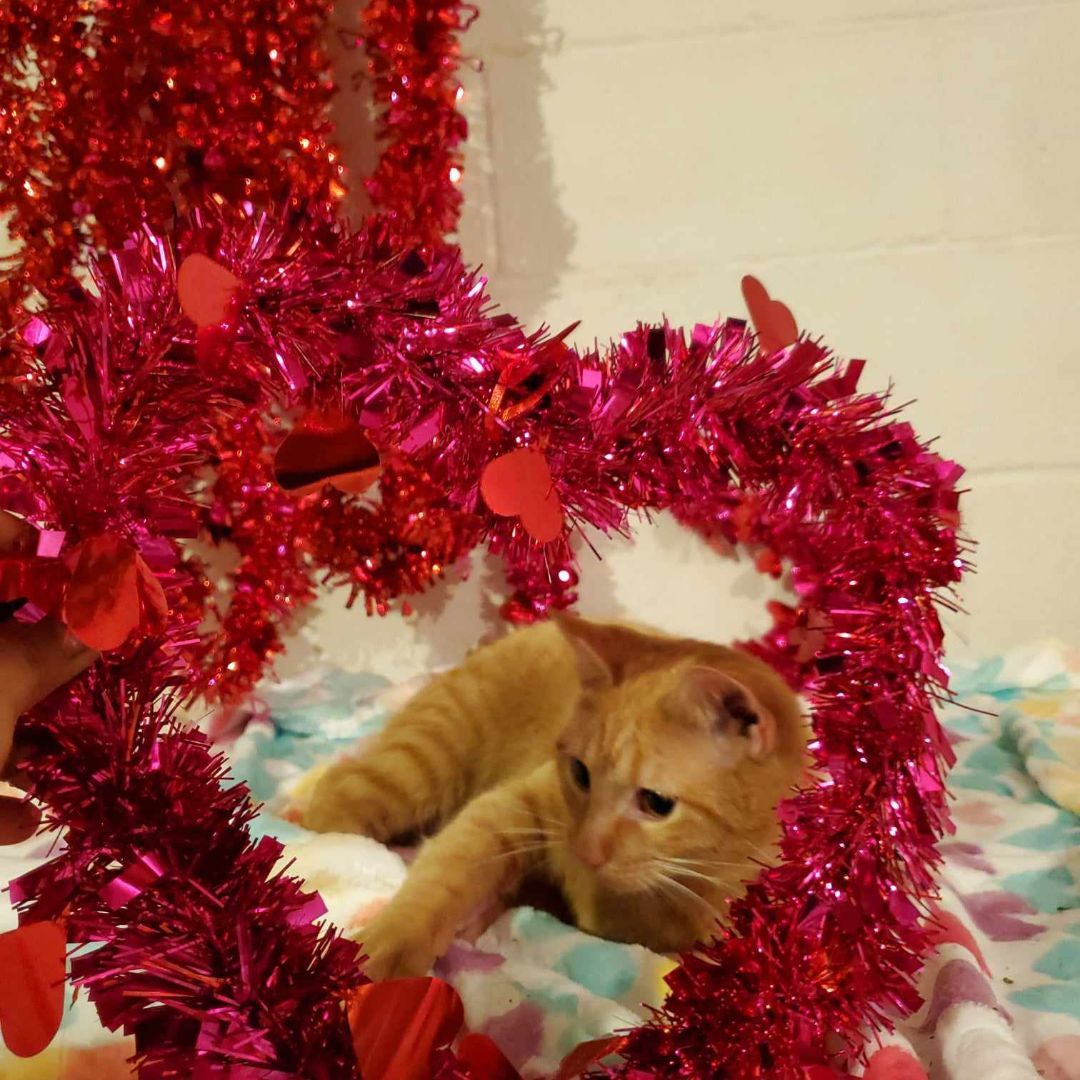 Rocky, an adoptable Tabby in MOUNT AIRY, NC_image-1