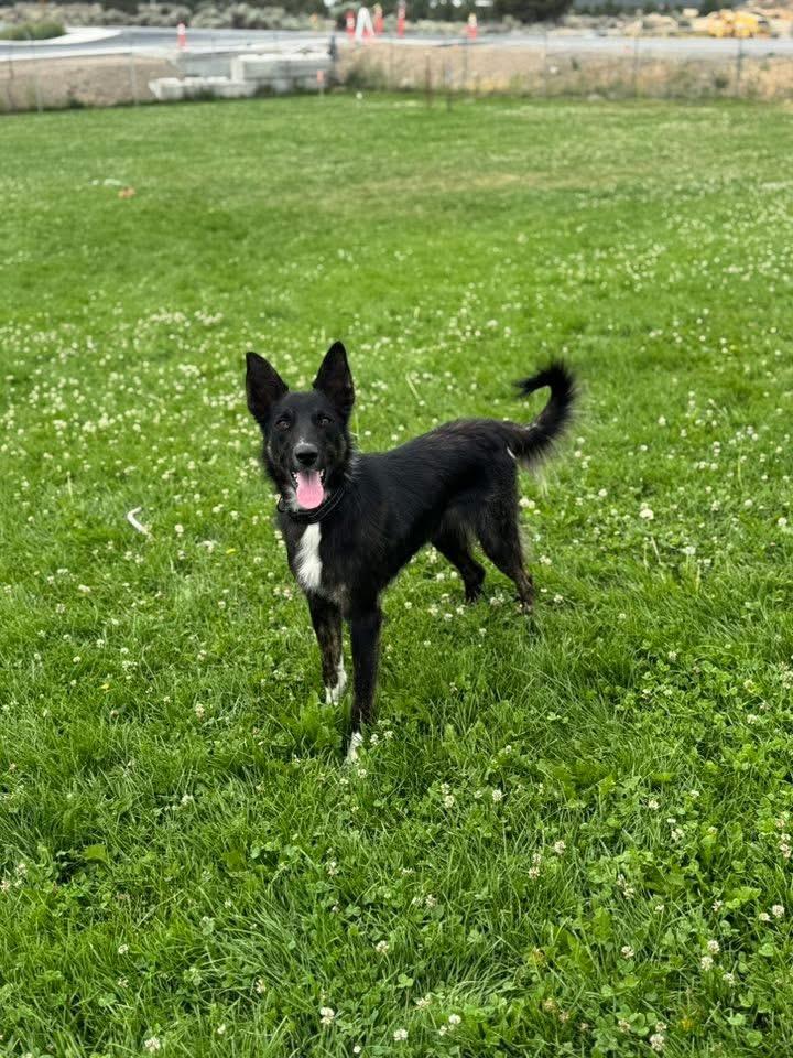 Dublin, an adoptable Border Collie in Prineville, OR, 97754 | Photo Image 2
